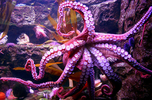 Octopus stock by idnurse41