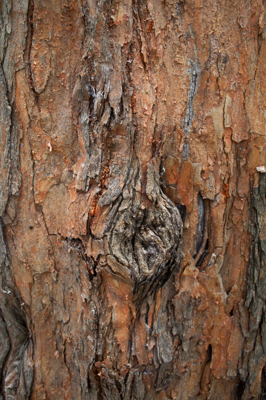 knotty tree by idnurse41 on DeviantArt