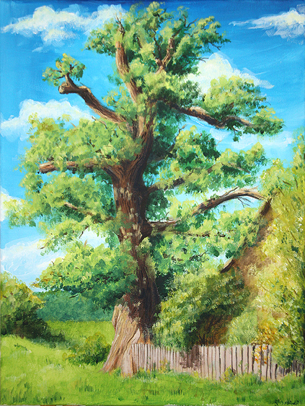 Old oak in the countryside