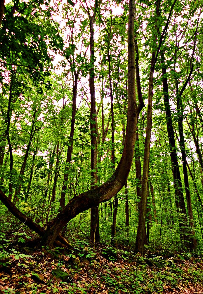 Curver Tree Curving Tree by TemariAtaje on DeviantArt