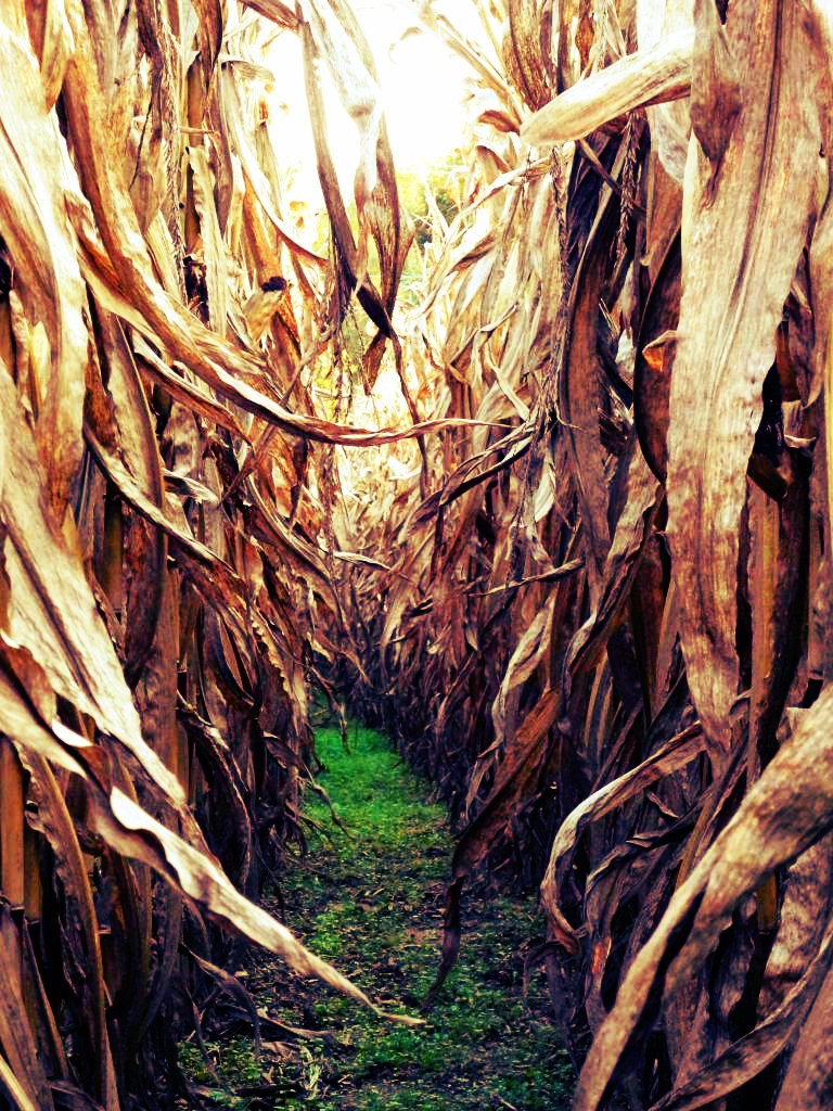 Path Through The Corn