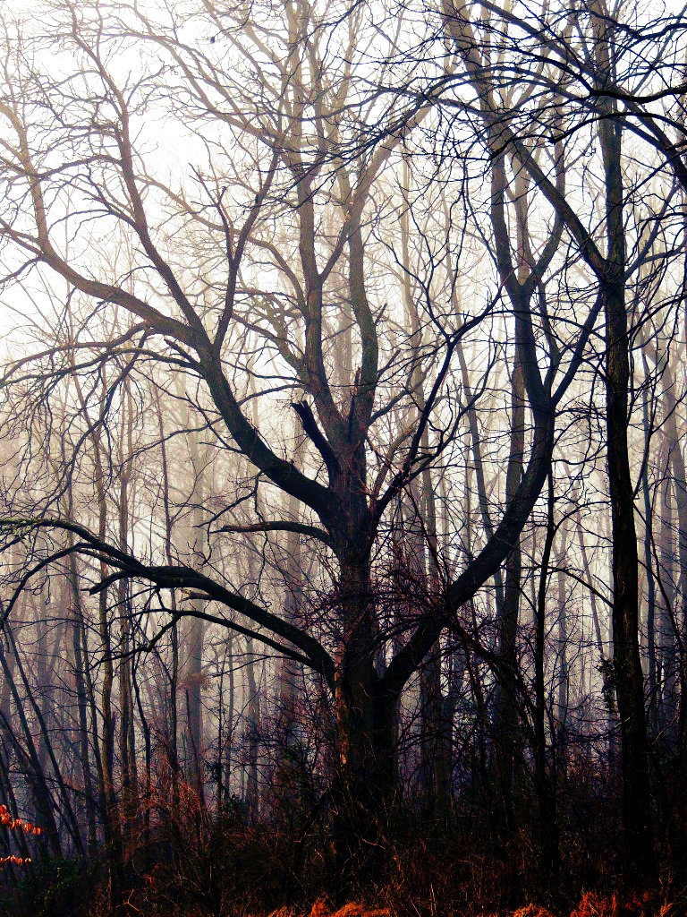 Tree In The Fog