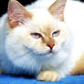 Red Point Birman