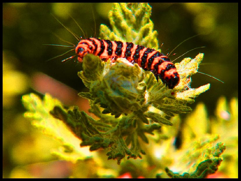 Caterpillar