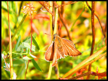 ANOTHER Butterfly photo.