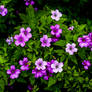 Madeira cranesbill