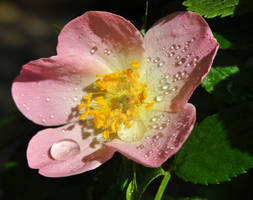 Pink Flower