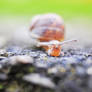 Small Snail.