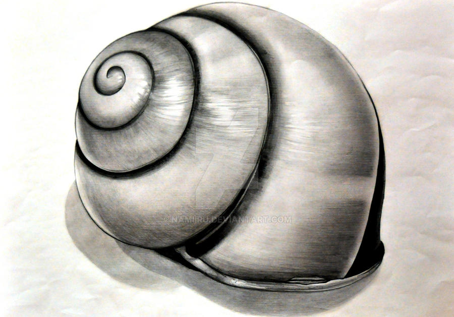 Shell Drawing