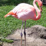 flamingo 2