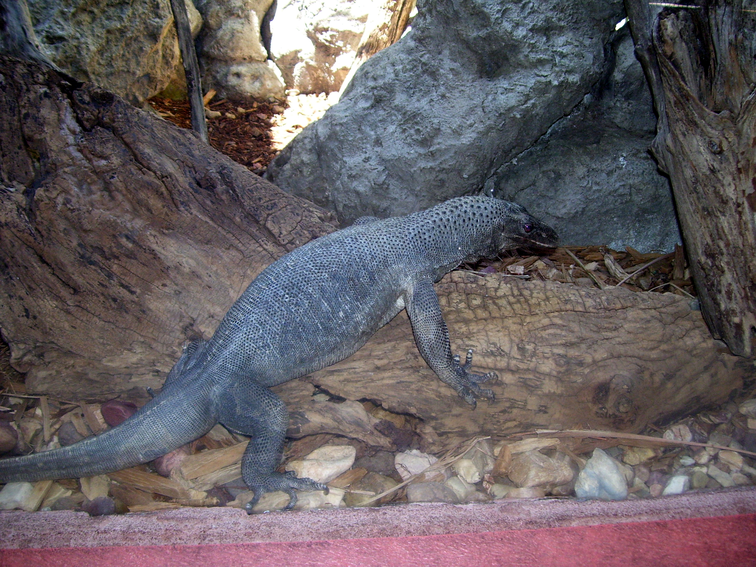 monitor lizard