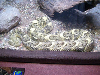 rattlesnake