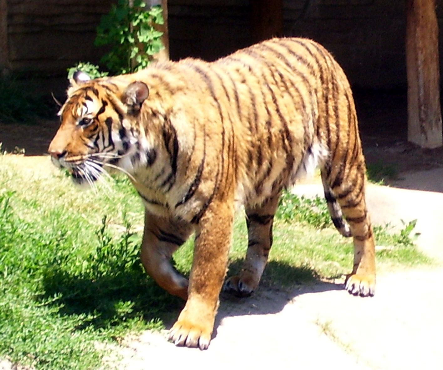 tiger 3