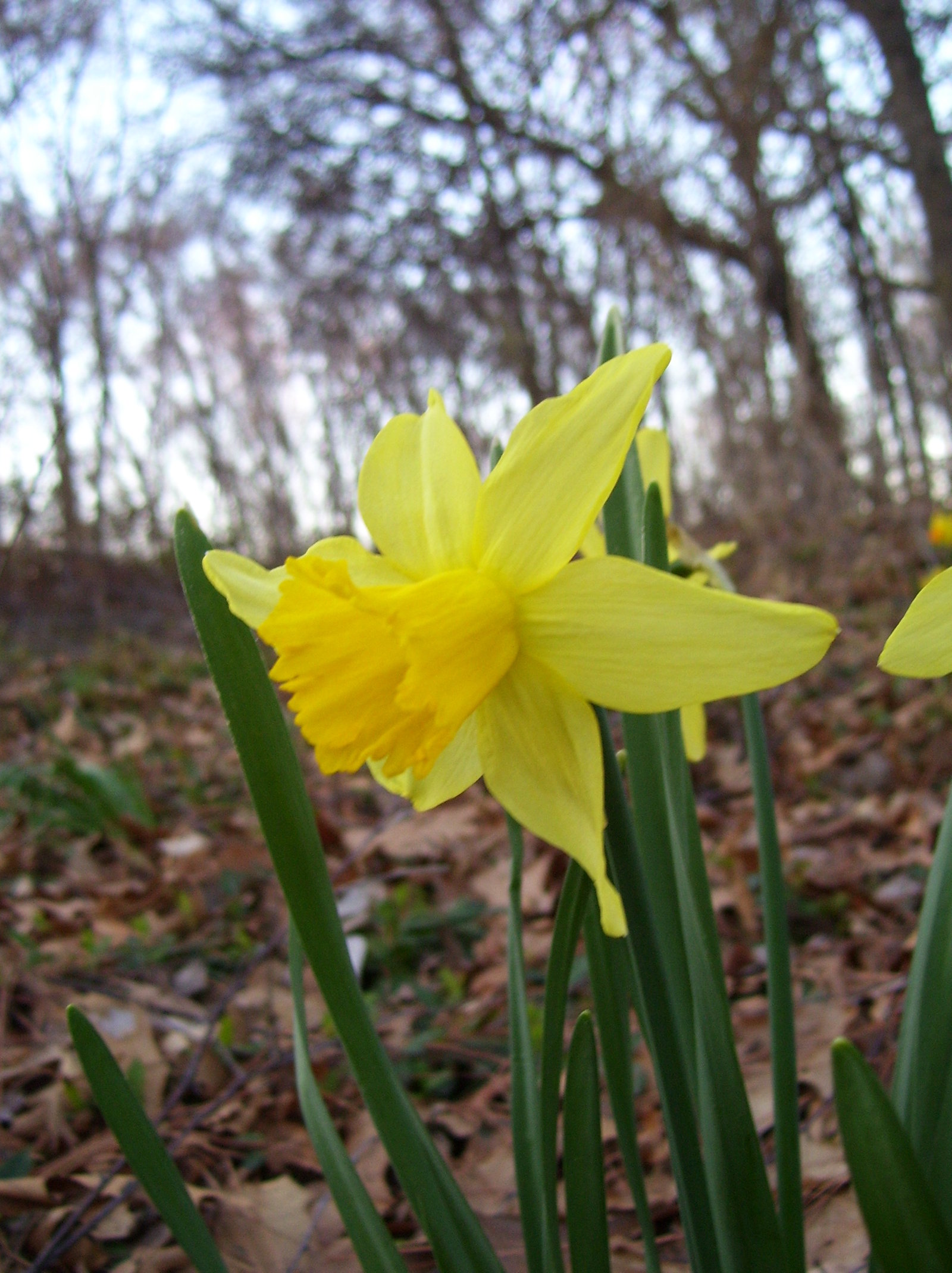 daffodil 1