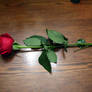 red rose 4