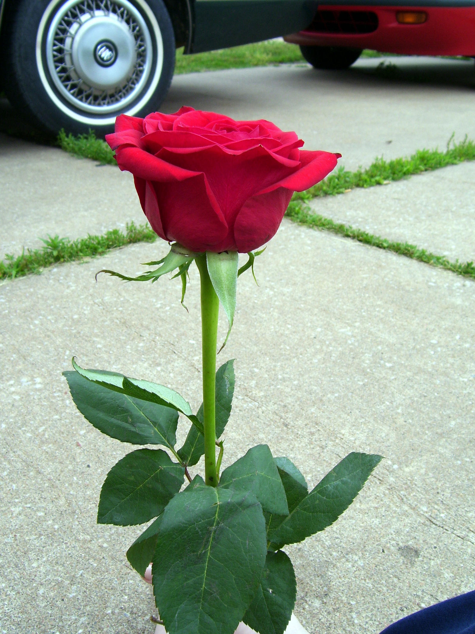 red rose 6