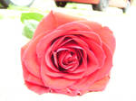 red rose 7