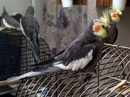 cockatiel 2