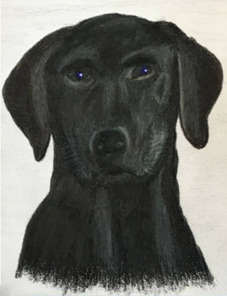 Black Lab Deviantart black labrador by BHT1 on DeviantArt