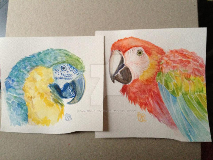 Macaw paintings