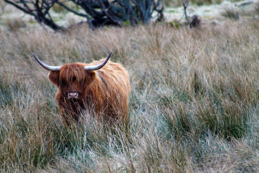 Highland Cow