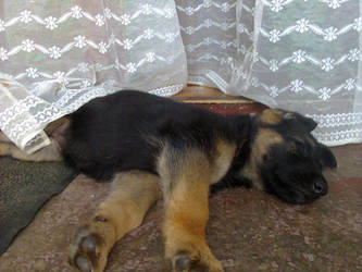 My Dog Sleeping