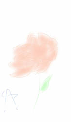 Carnation 