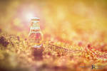 A Little Bottle on moss N4 by Jerome-REMY