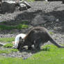 Albino Wallaby