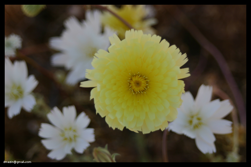 Death Valley Pt. 4: Flower