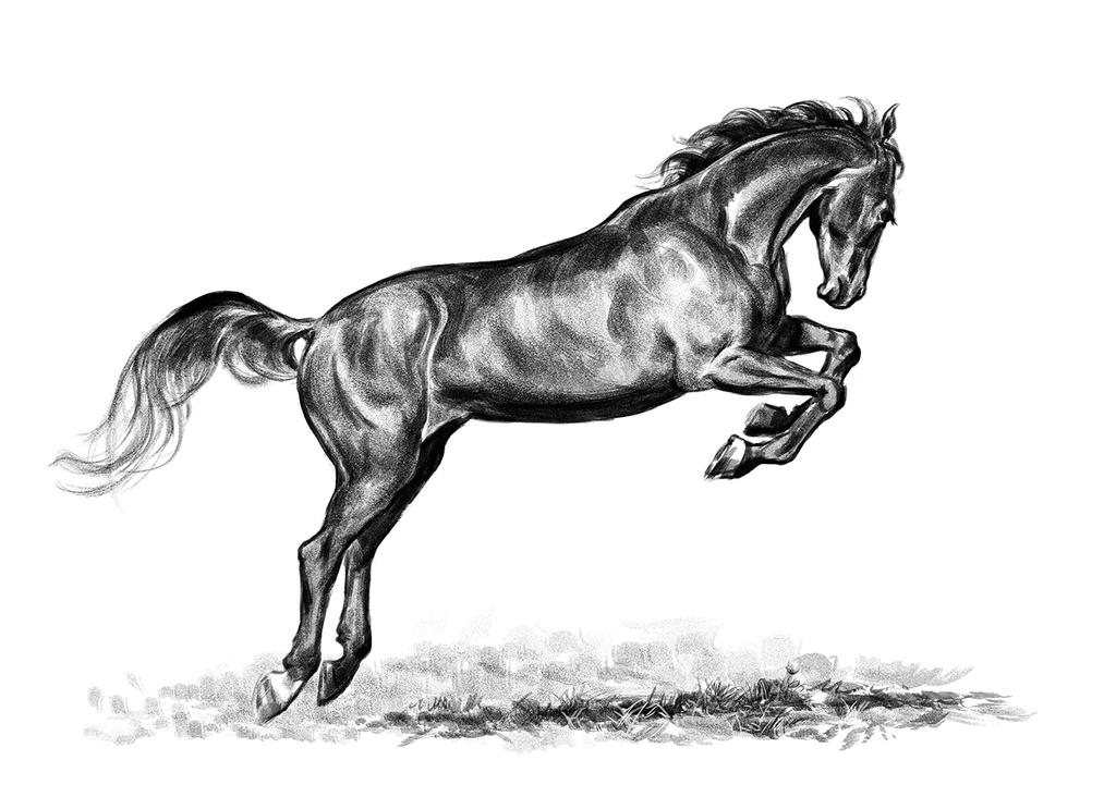 Pferd3 by Chinasky66 on DeviantArt