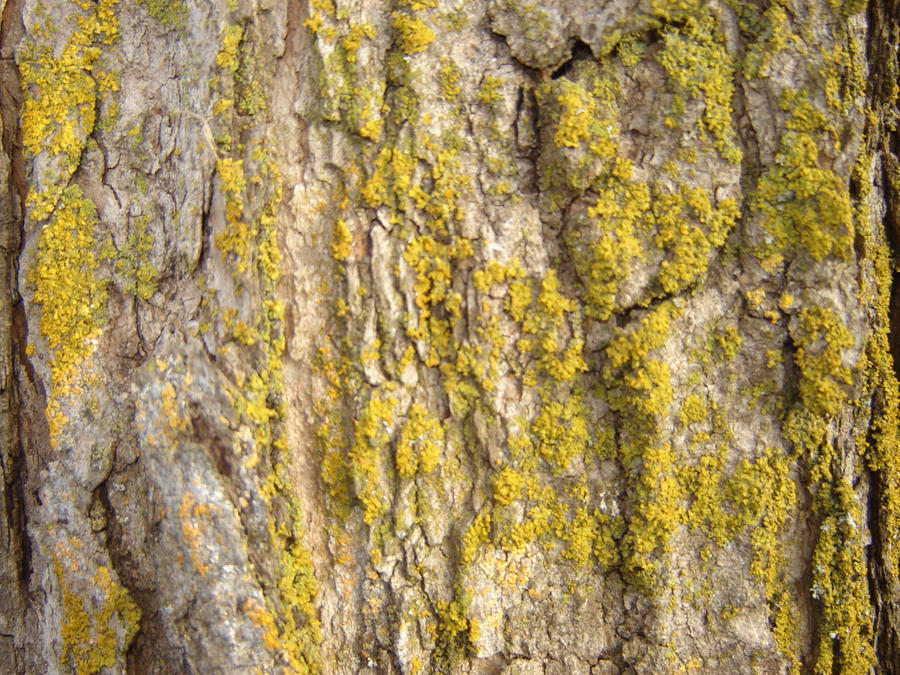 Tree Bark Texture 002