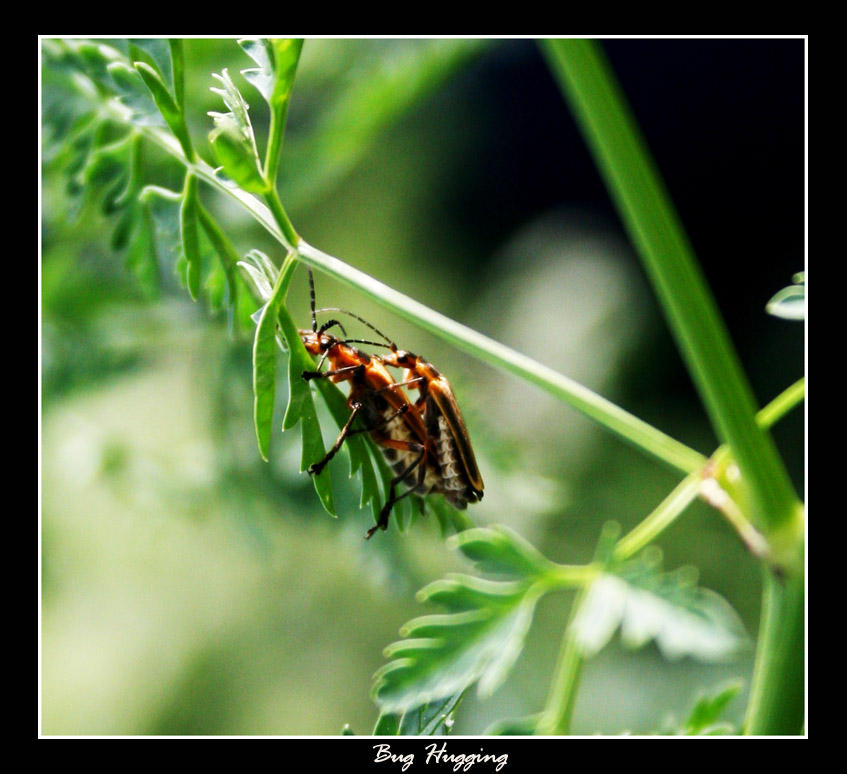 Bug Hugging by wistine on DeviantArt