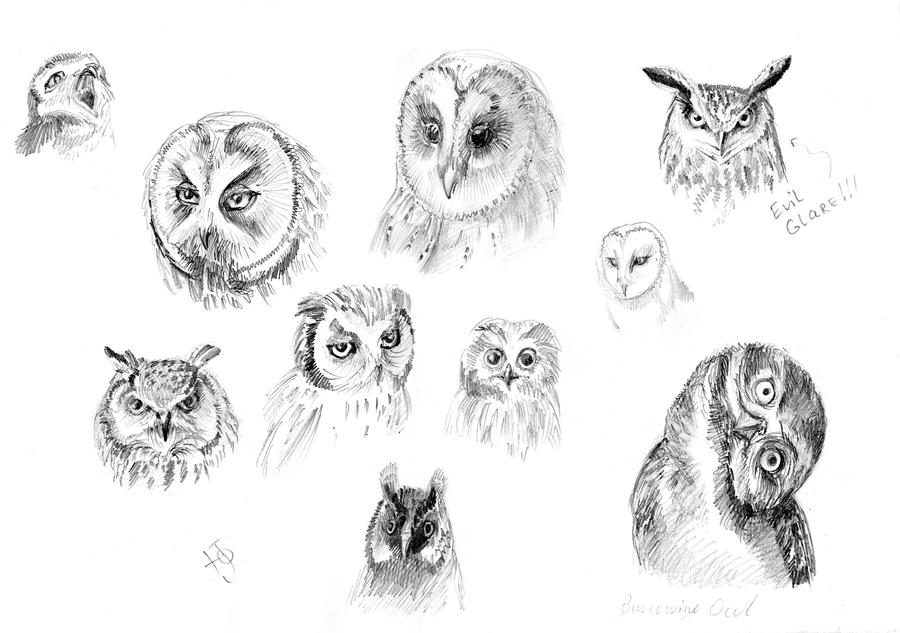 Owls