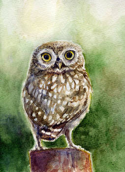 Little Owl