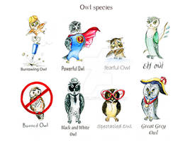 Owl Species