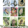 Watercolor owls calendar