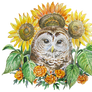 Sunflower owl