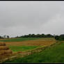 countryside in the fog I