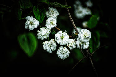 White Flower