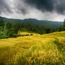 Thai Field in the Highlands