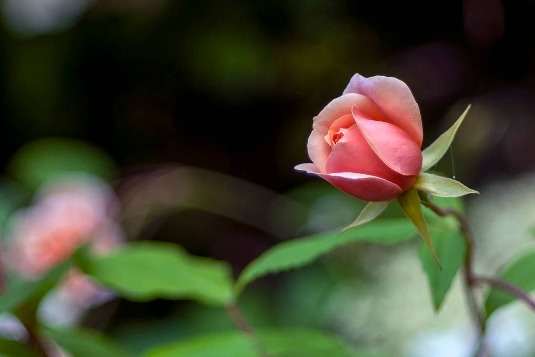 Sharp Rose... by PlantTrekkers on DeviantArt