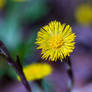 European Coltsfoot flowers