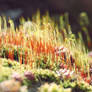 Macro forest