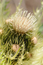 Thistle II