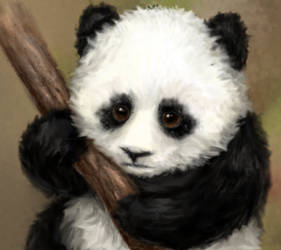 Panda Cub