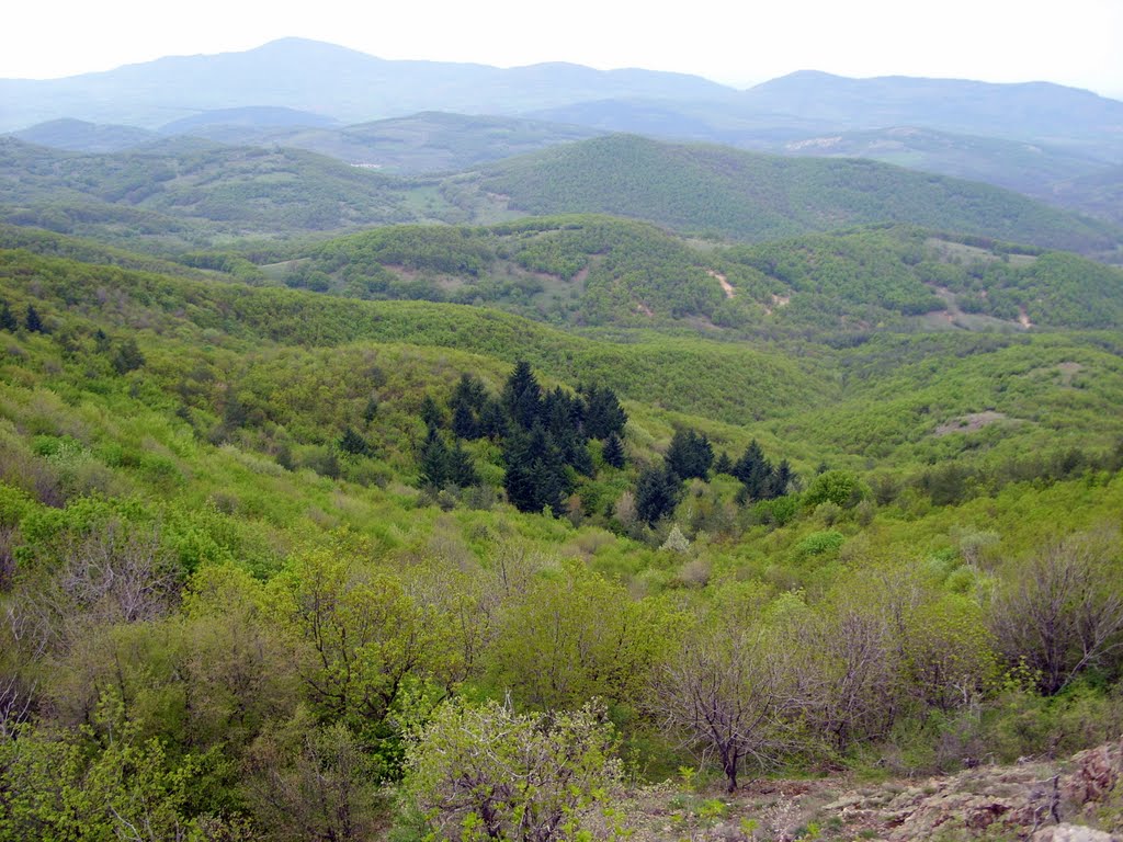 Woods in the spring