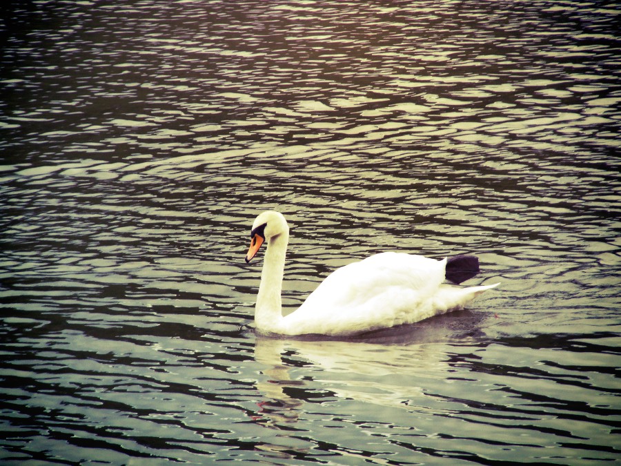 swan