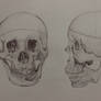 Skull Study