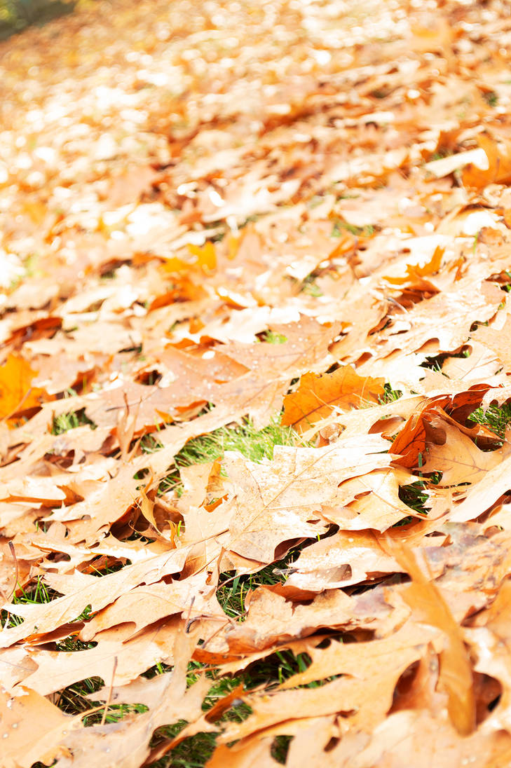 Fall Terrain Fall Terrain by MAWilliams9294 on DeviantArt